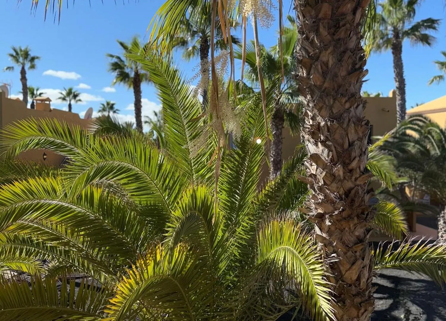 Appartamento Casa Alma Corralejo 0*,  Spagna