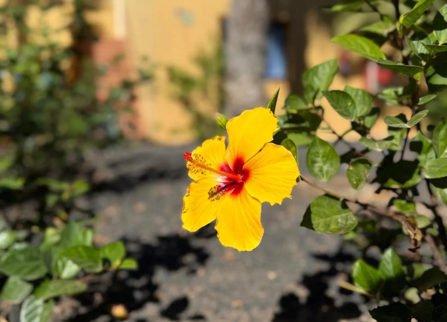 Appartamento Casa Alma Corralejo